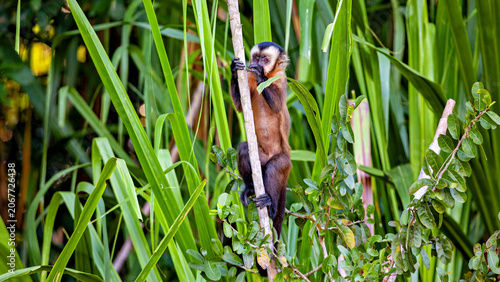 Photography A hooded capuchin monkey in the Amazon Basin near Rurrenabaque, Bolivia (Sapajus