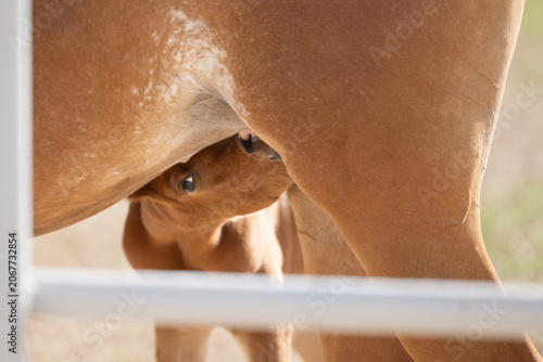 Foal drinking milk from a mare in the paddock