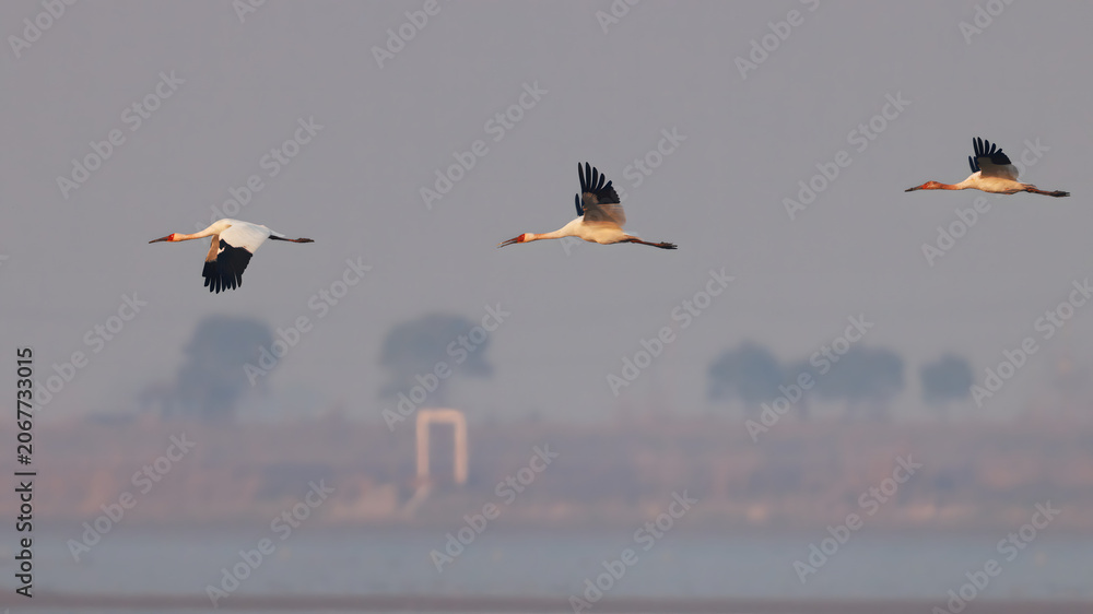 Obraz premium Three Cranes Soaring Over Misty Wetland at Dawn