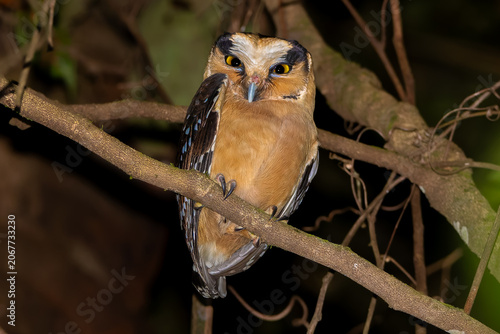 Buff-fronted owl 