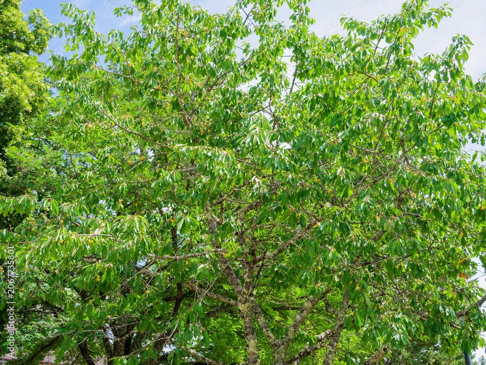 Fototapeta premium (Prunus avium) Bigarreau 'Stark Gold'. Cherry-tree with a rounded shape, spreading branches and twigs covered with toothed, glossy, dark green leaves, and producing clusters of bright yellow cherries 