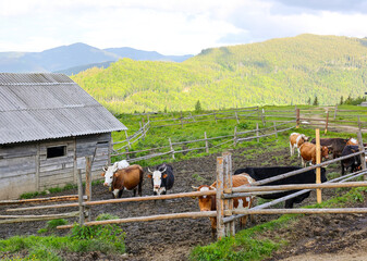 Dairy cows on a farm in mountains. Open air farm with dairy cows. Organic food concept. Happy cows outside close up. Real photo dairy farm outside.