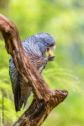 A female Gang-gang cockatoo (Callocephalon fimbriatum) perched on a tree branch enjoying a peanut in a lush green environment during daylight, Australia