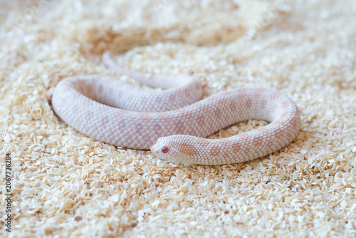Close-up of a Snow Western Hognose snake (Heterodon nasicus) flicking its tongue on wood shavings substrate looking at the camera.