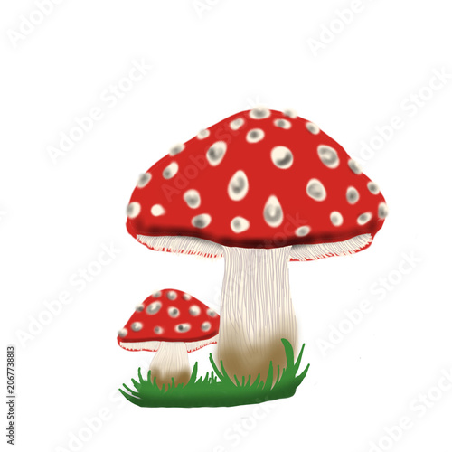 fly agaric amanita muscaria