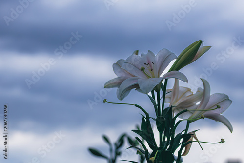 ダークな曇り空を背景に凛と咲く白いユリの花