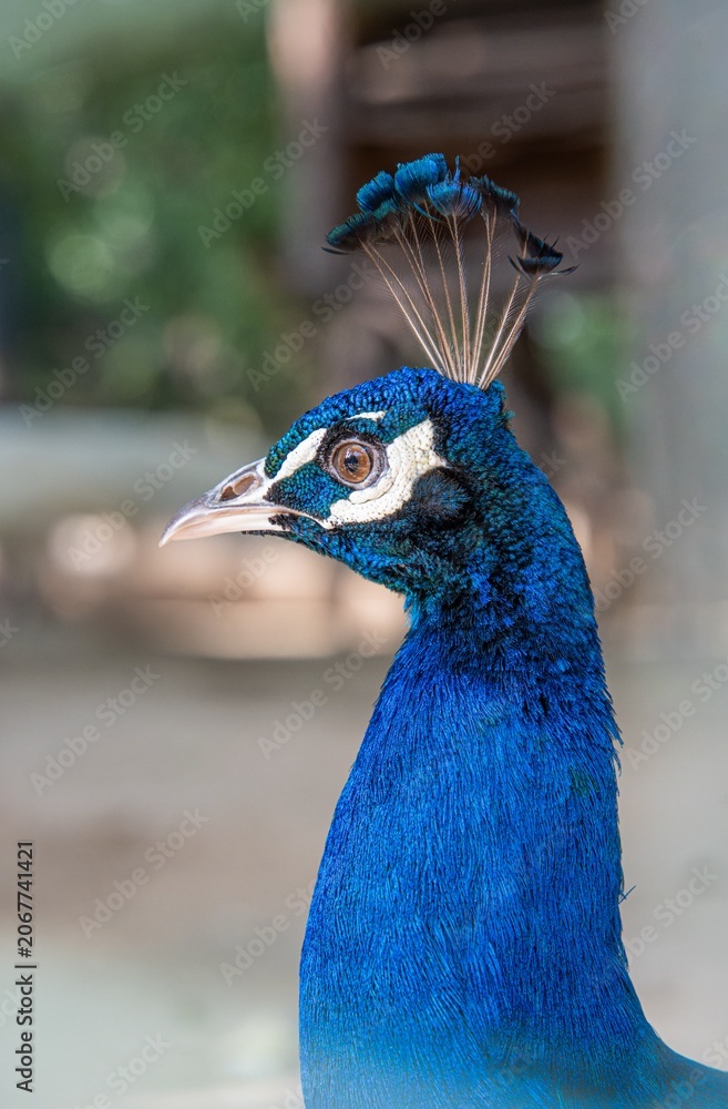 Obraz premium Close-up Side Profile of a Male Peacock Head and Neck