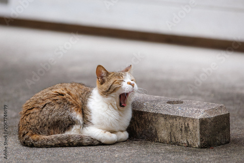 野良猫