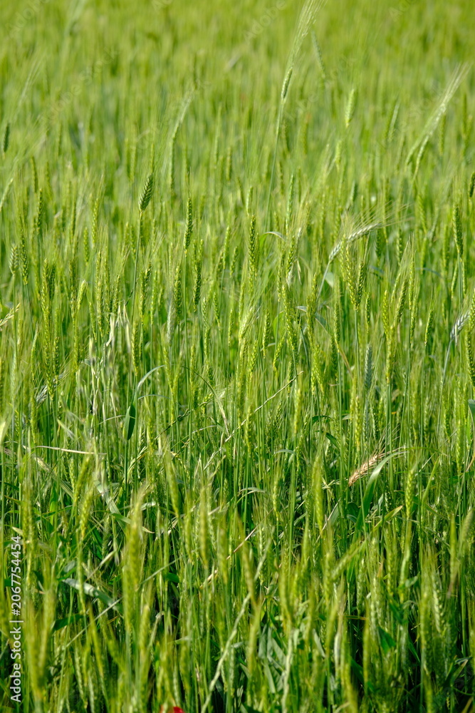 Fototapeta premium green field of wheat