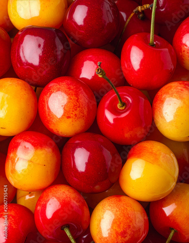 cerises bigarreau fraiches