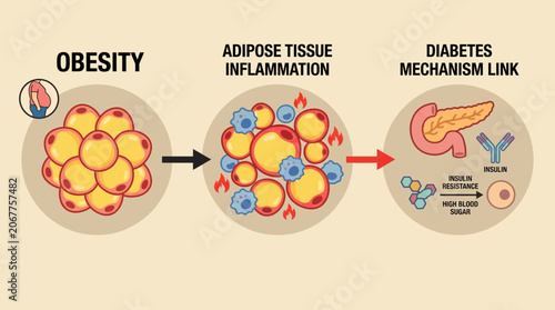 Fotografie Obesity Adipose Tissue Inflammation Diabetes Mechanism Link