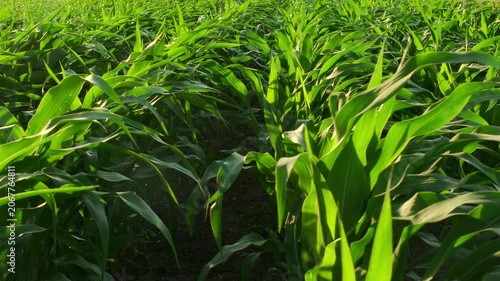 Rows of corn plants on a field with the wind gently moving the lush fresh leaves. A green sunny agricultural scene in slow motion. 