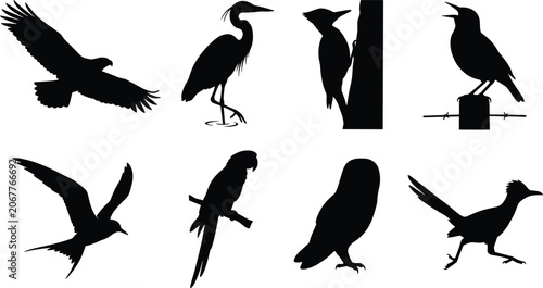 Photography Collection of different bird black silhouettes isolated on white background incl