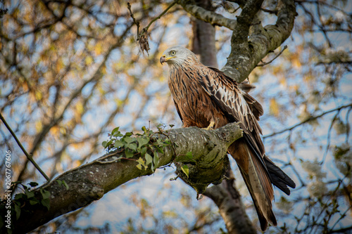 Naklejka eagle on tree