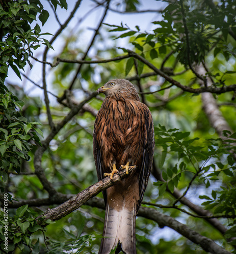 Naklejka Red Kite 