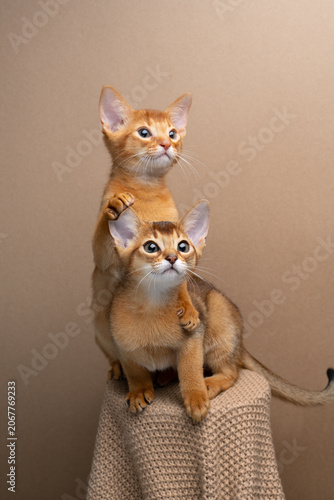 Obraz na plátně two curious abyssinian kittens studio portrait
