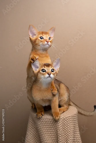 Obraz two curious abyssinian kittens studio portrait