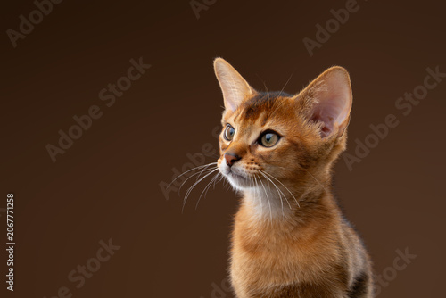 Foto abyssinian kitten studio portrait on brown background