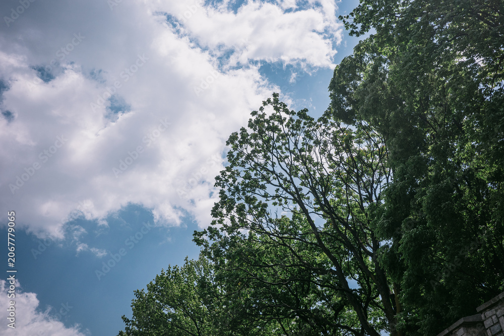 Fototapeta premium tree and sky