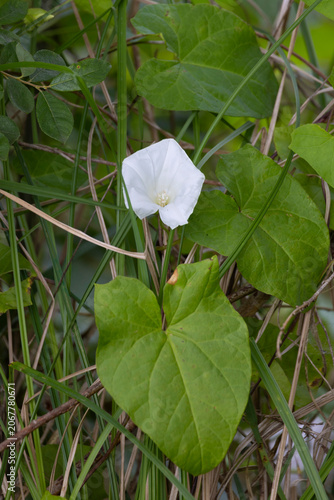 Hedge bindweed white flower with heart-shaped leaves among green grasses and vines