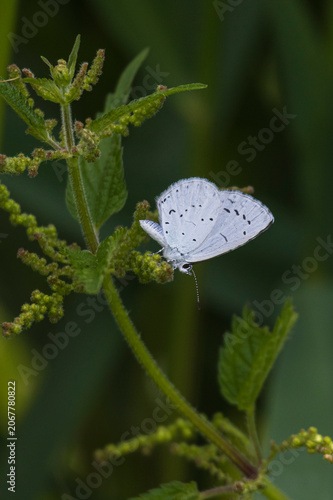 Spring azure small blue butterfly perched on green plant in delicate nature macro