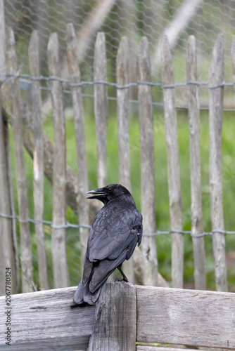 Black crow perched on a rustic wooden fence with wire mesh in a rural setting