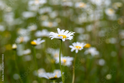 close up of an ox eye daisy leucanthemum vulgare with daisies blurred in the background