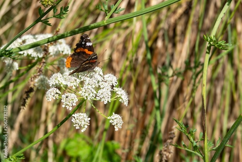 Red admiral vanessa atalanta butterfly collecting pollen from