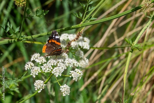 Obraz na płótnie Red admiral vanessa atalanta butterfly collecting pollen from