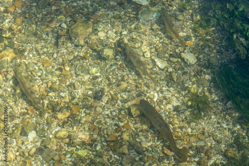 trout fish in The River Itchen at Ovington Hampshire England