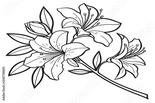coloring page line art the mock azalea flower black vector