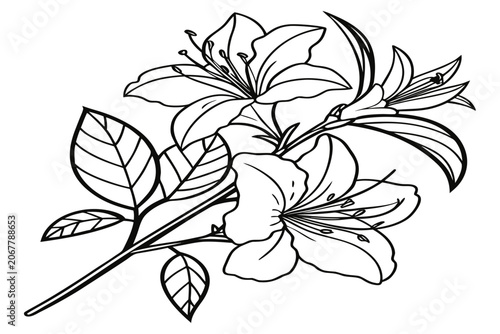 coloring page line art the mock azalea flower black vector