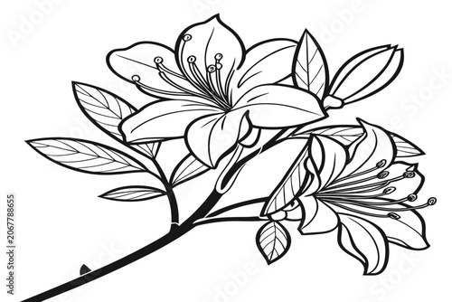 coloring page line art the mock azalea flower black vector
