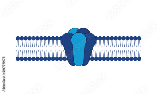 cell membrane lipid bilayer with ion channel protein complex vector illustration