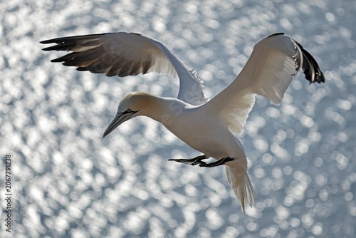 Northern gannet (Sula bassana) in flight, Helgoland Island, Schleswig-Holstein, wildlife, Germany