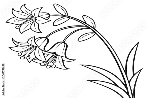 coloring page line art the moon daisy flower black vector
