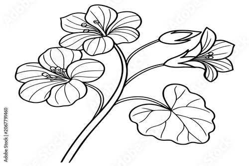 coloring page line art the moon daisy flower black vector