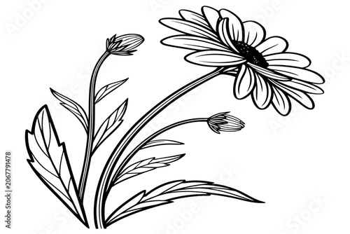 coloring page line art the moon daisy flower black vector