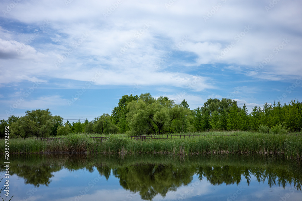 Obraz premium lake in the forest