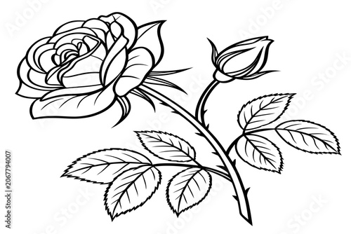 coloring page line art iris reticulata flower black vector