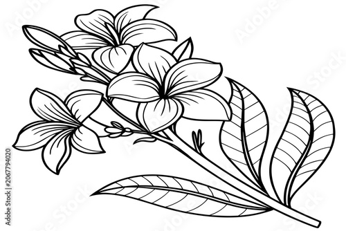 coloring page line art iris reticulata flower black vector