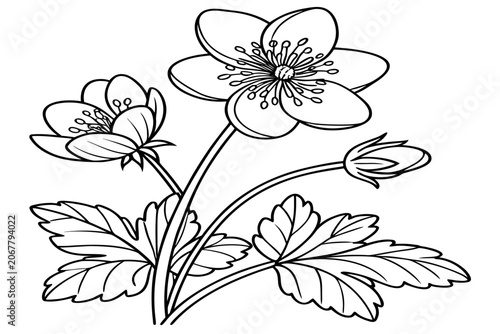 coloring page line art iris reticulata flower black vector