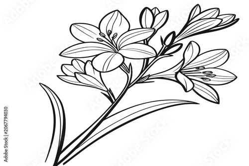 coloring page line art iris reticulata flower black vector