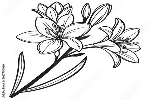 coloring page line art iris reticulata flower black vector