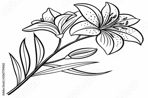 coloring page line art iris reticulata flower black vector