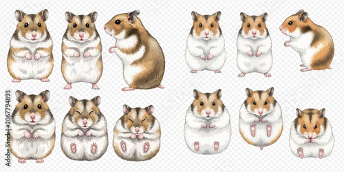 Konstfotografi Cute Hamster Vector Illustration Set with Various Poses and Expressions on Transparent Background