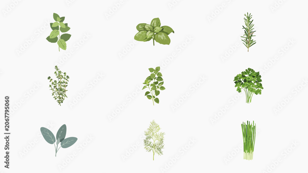 Fototapeta premium Fresh culinary herbs culinary ingredients collection set isolated on white background