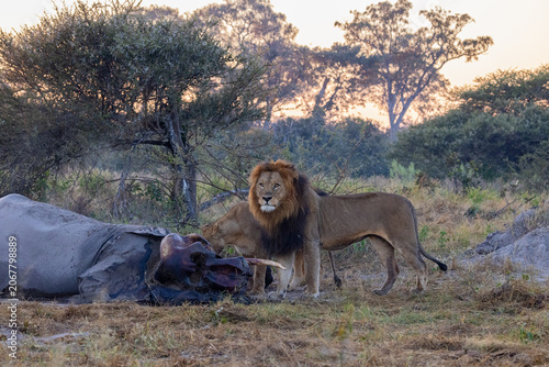 Photos okavango delta of botswana: old majestic lion feeding on elephant kill close to