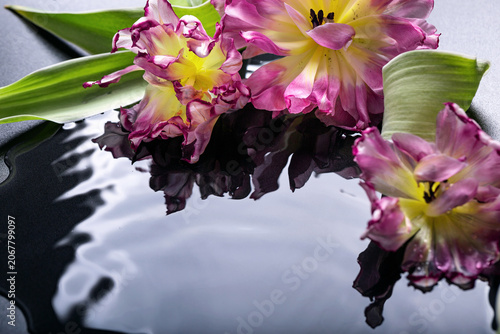 Tulips flowers in wet dark surface with water circles
