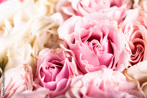 White and pink roses closeup